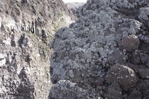 Il lichene Stereocaulon vesuvianum cresce solo sul Vesuvio FP (4)